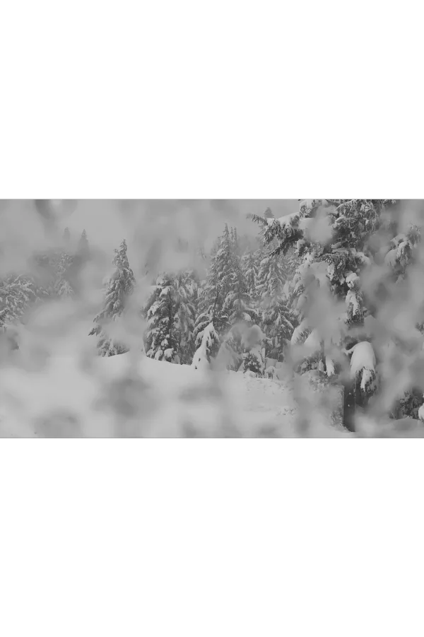 snowflakes on outside of window pane and on evergreen trees.