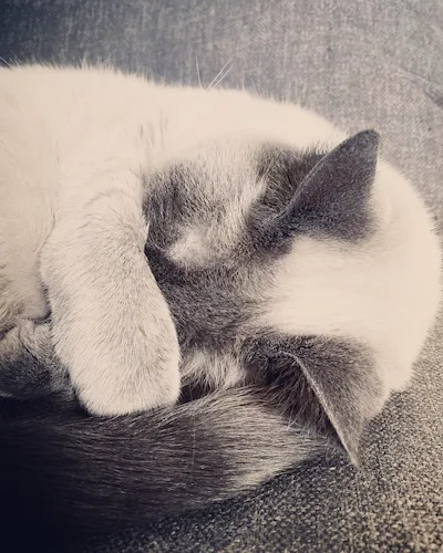 A Siamese kitty cat curled up with their paw over their face.