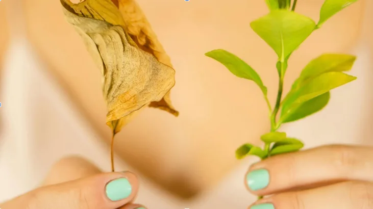 Two hands holding two different leaves